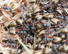 Dolichoderus doriae