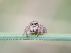 Maratus scutulatus