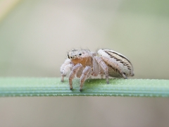 Maratus scutulatus