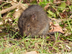 Rattus lutreola