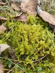 Thuidium