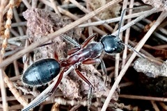 Camponotus intrepidus