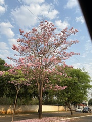 Tabebuia