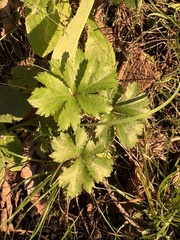 Sanicula canadensis