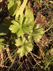 Sanicula canadensis