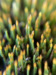 Eccremidium pulchellum