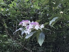 Hydrangea longifolia