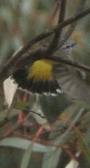 Acanthiza chrysorrhoa