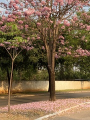 Tabebuia