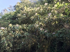 Hydrangea longifolia