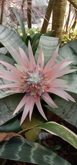 Aechmea fasciata