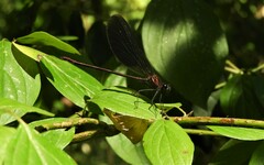 Calopteryx haemorrhoidalis