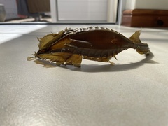 Callorhinchus capensis