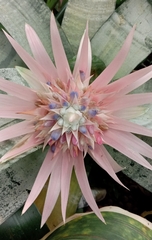 Aechmea fasciata