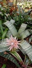 Aechmea fasciata