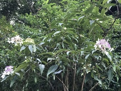 Hydrangea longifolia