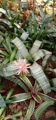 Aechmea fasciata