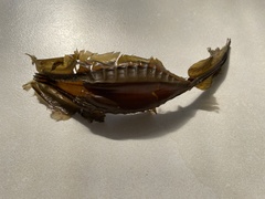 Callorhinchus capensis