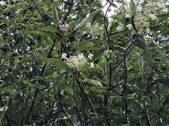 Hydrangea longifolia