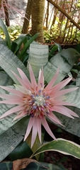 Aechmea fasciata