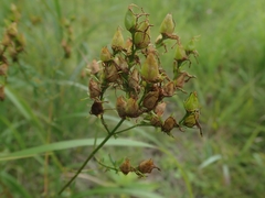 Hypericum erectum