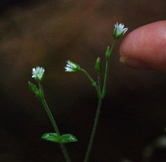Cerastium fontanum