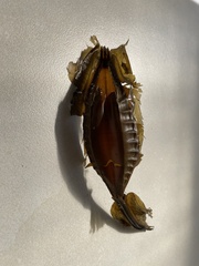 Callorhinchus capensis