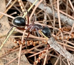 Camponotus intrepidus