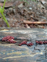 Ascocoryne sarcoides