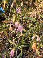 Campanula divaricata