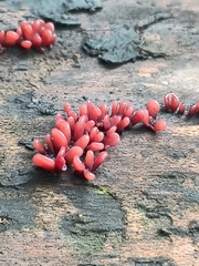 Ascocoryne sarcoides