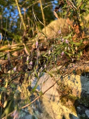 Campanula divaricata