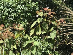 Hydrangea aspera