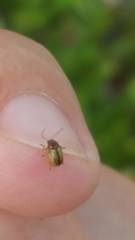 Cryptocephalus fulvus