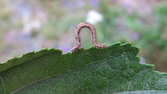Eupithecia succenturiata