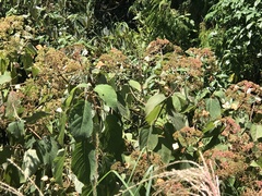 Hydrangea aspera