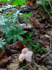 Mycena rosea