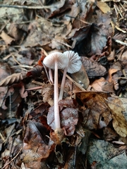 Mycena rosea