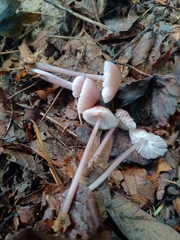 Mycena rosea