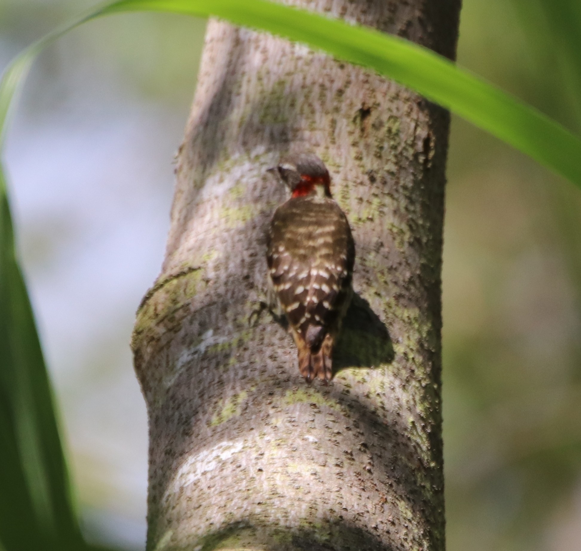 Sulawesi Pygmy Woodpecker (Yungipicus temminckii), photo 7