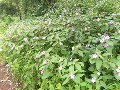 Impatiens pulcherrima