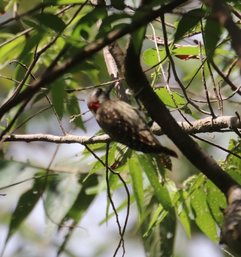 Sulawesi Pygmy Woodpecker (Yungipicus temminckii), photo 6