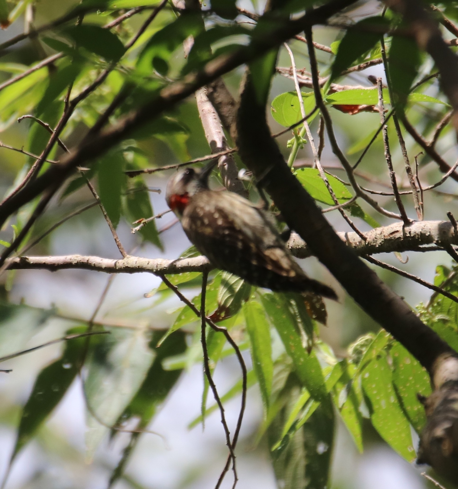 Sulawesi Pygmy Woodpecker (Yungipicus temminckii), photo 8