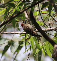 Yungipicus temminckii