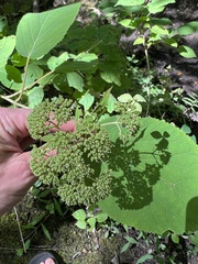 Hydrangea arborescens