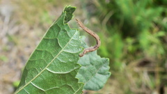 Eupithecia succenturiata