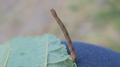 Eupithecia succenturiata