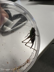 Metrioptera brachyptera