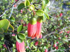 Correa pulchella