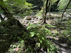 Hydrangea arborescens